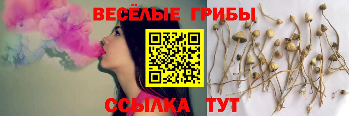 Галлюциногенные грибы Psilocybe Кондопога